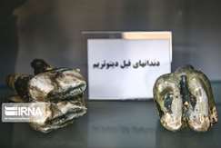 به بهانه سوم آبان، روز ملی فسیل دیرینه‌شناس ایرانی: منطقه فسیلی مراغه یار دیرین فسیل‌شناسان جهان است